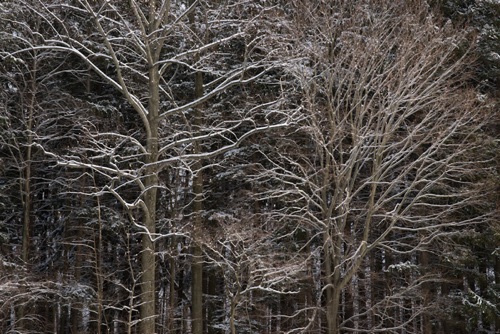 Cross Estate, Jockey Hollow National Historic Park, NJ Feb 11 (6213SA).jpg